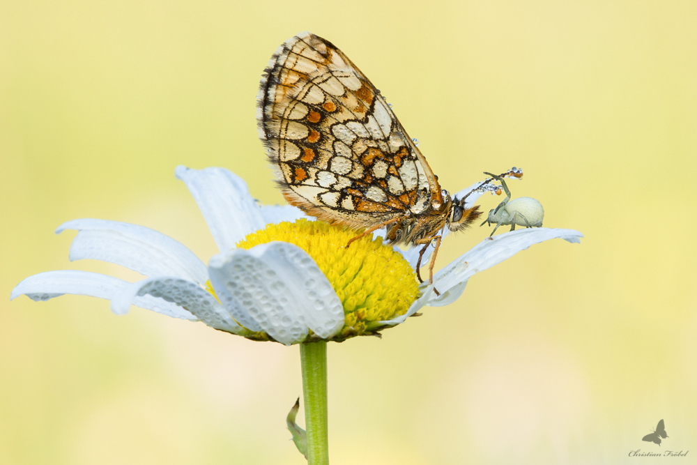 Scheckenfalter2-0939.jpg