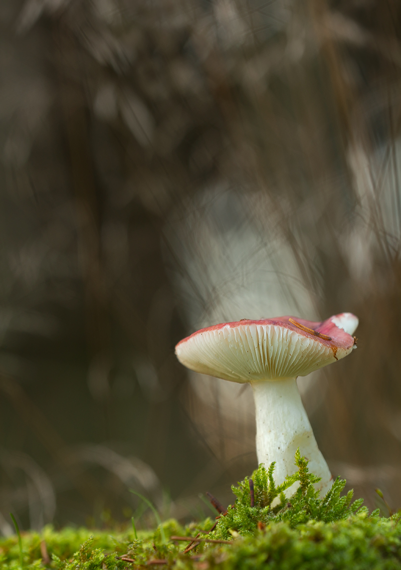 Pilz .jpg