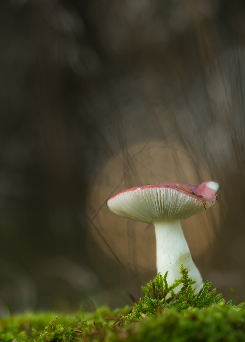 Pilz (2).jpg