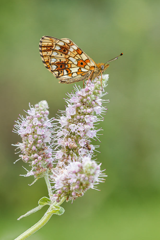 20130822-18b ZS-b.jpg