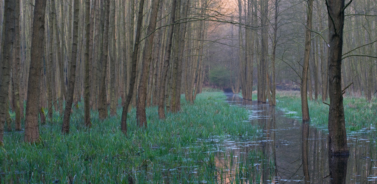 Bruchwald_Panorama.jpg