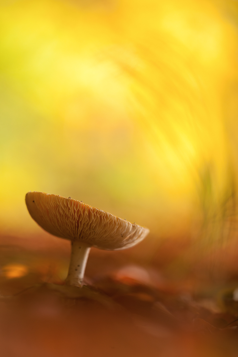 Pilz1 MF (1 von 1).JPG