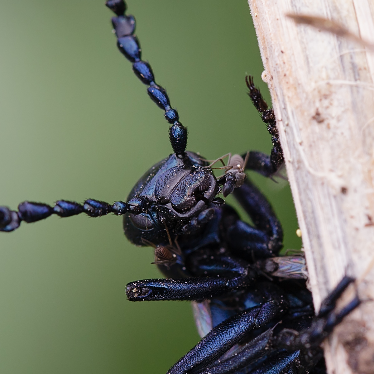 20130509_0114-68-Crop.jpg