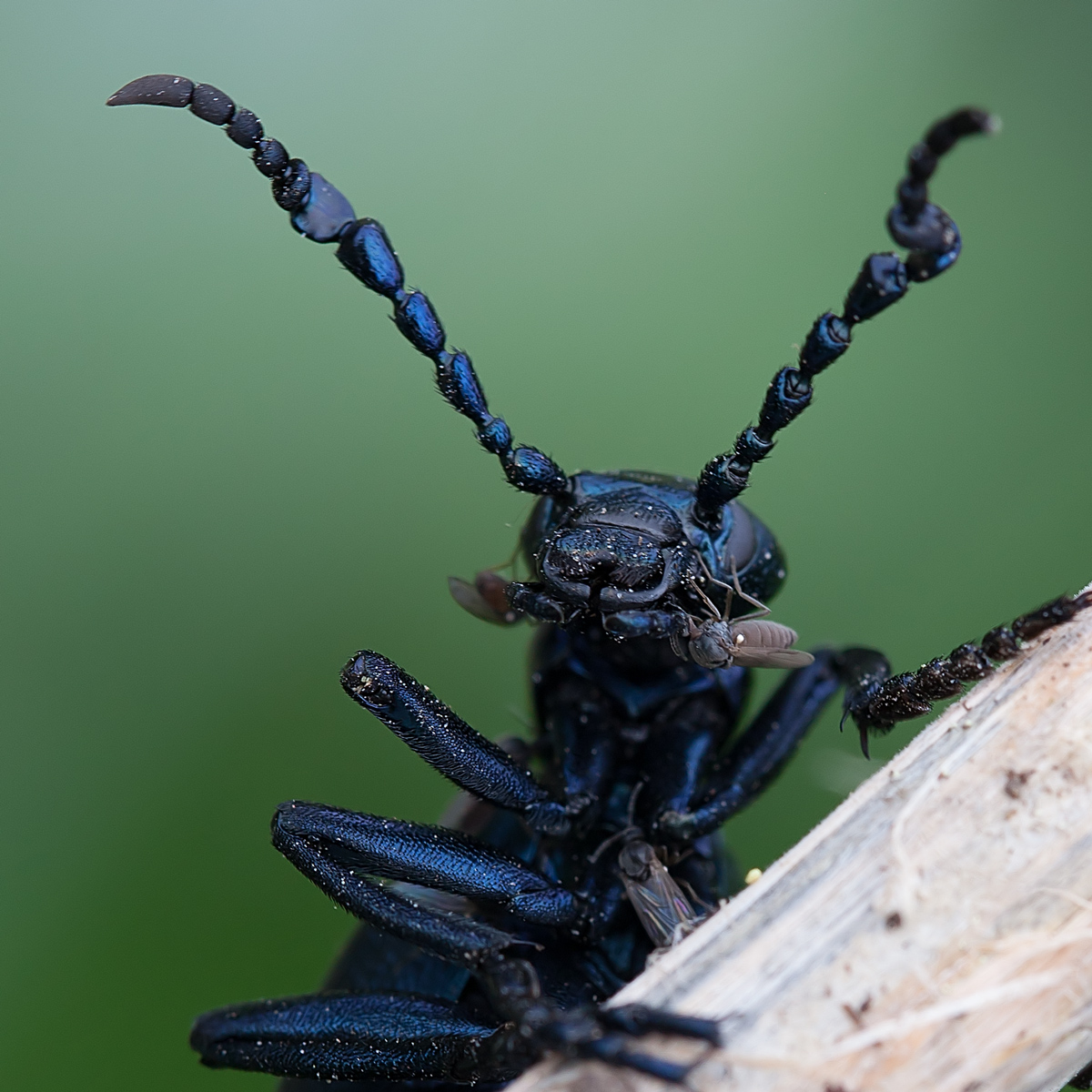20130509_0115-70-Crop2.jpg