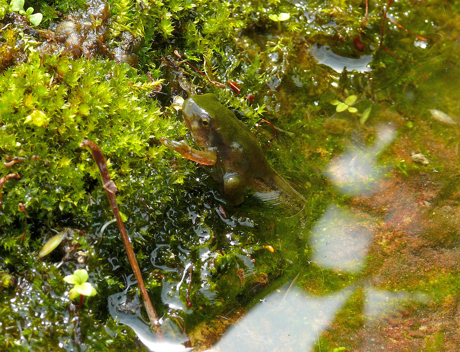 hyla_arborea_laubfrosch__2__passig_gemacht.jpg