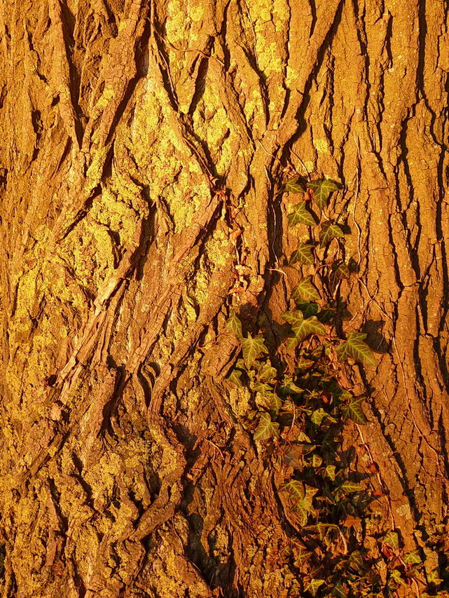 P1030081 Nature Art....jpg