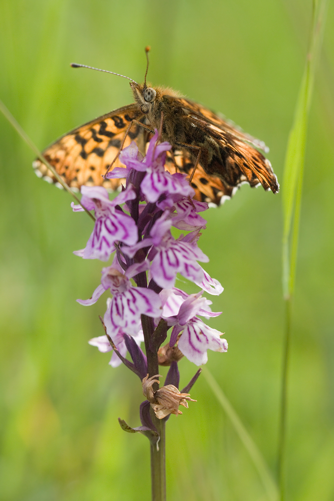 20130728_5244-boloria-titania.jpg