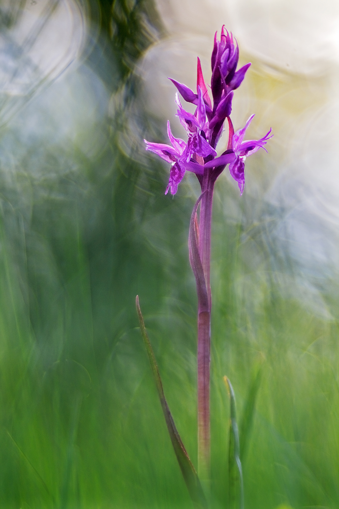 20130527_2757-d-lapponica.jpg