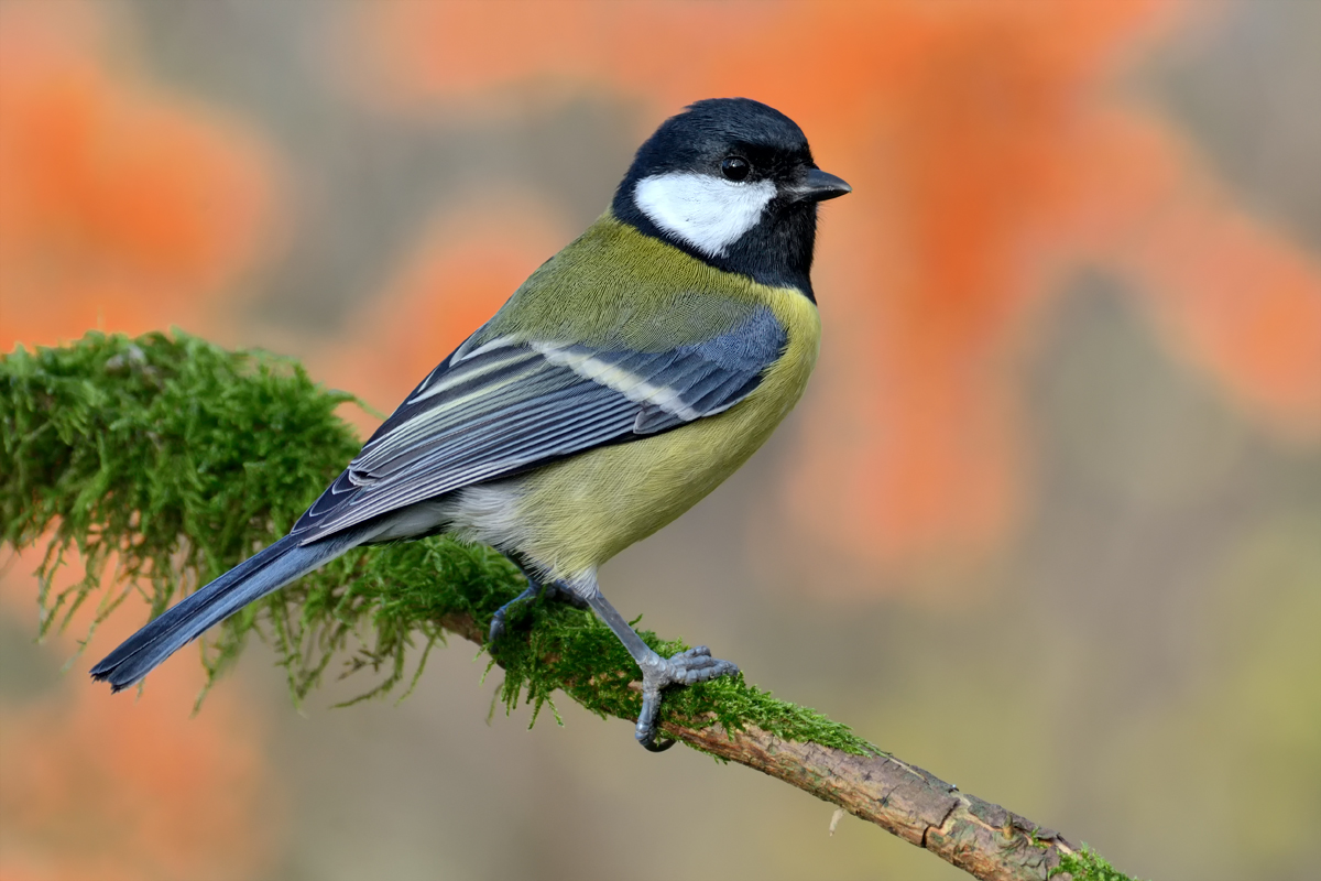 DSC_9464.jpg