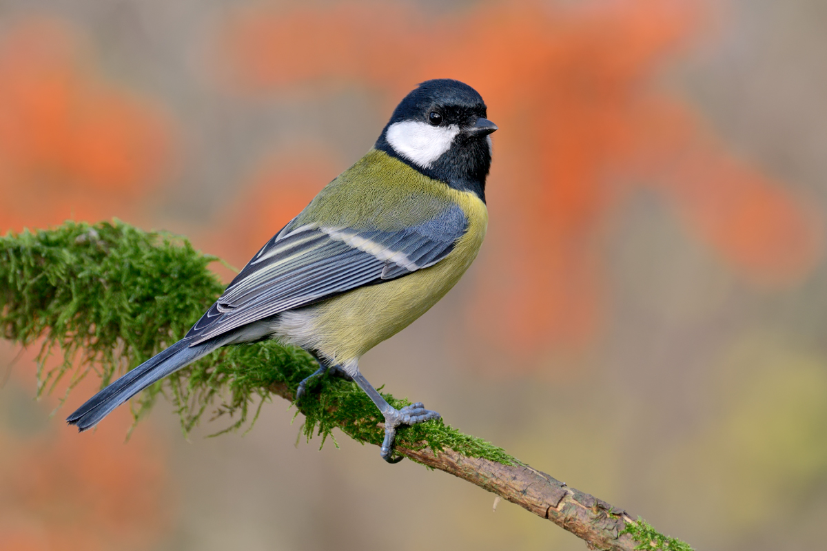 DSC_9461a.jpg