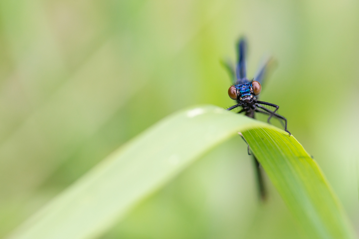 Mir-20130626-4551.jpg