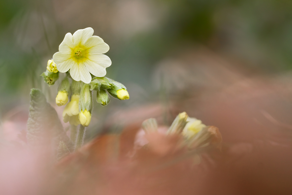 20130408_0457_hohe_SB.jpg