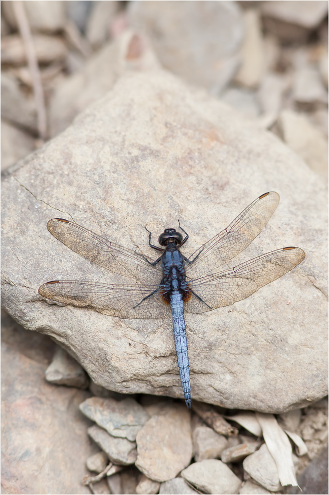 Libelle-Taiwan-BlauII.jpg