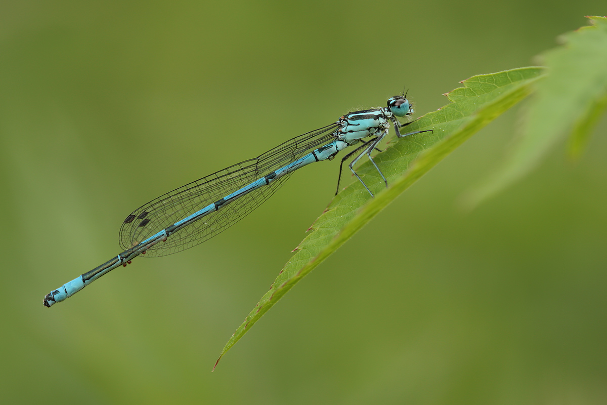 Coenagrion puella_m_IMG_2994.jpg