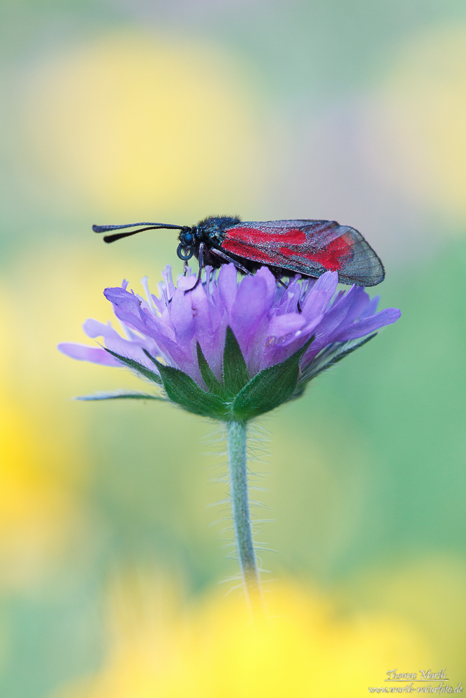 Widderchen (Zygaena purpuralis-Komplex) 2013-8865-2.jpg