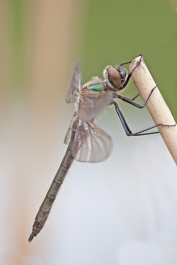 IMG_4099Falkenlibelle.jpg