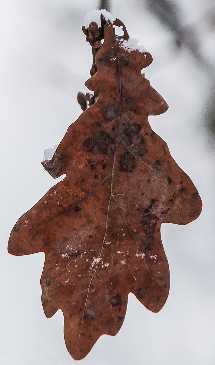 DSC_9810xxx3.jpg