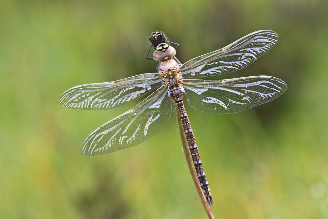 Alpen-Mosaikjungfer-6038.jpg