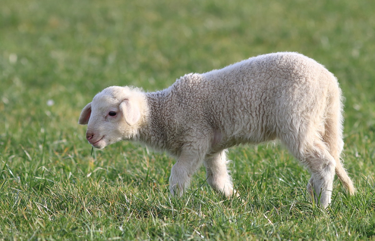 junges-schaf-1.jpg