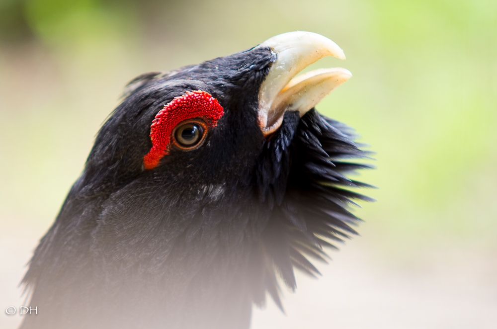 130503_Auerhahn_DH.jpg