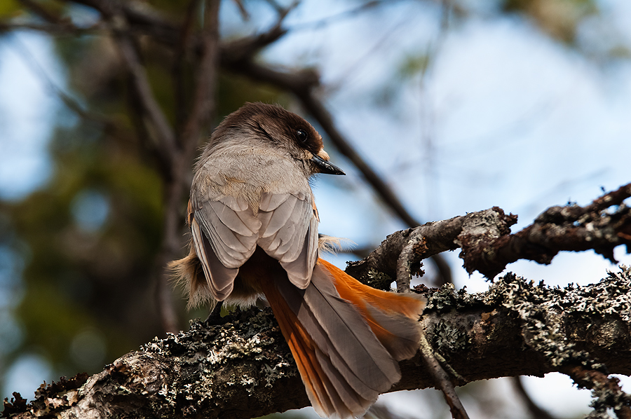DSC_8603.jpg