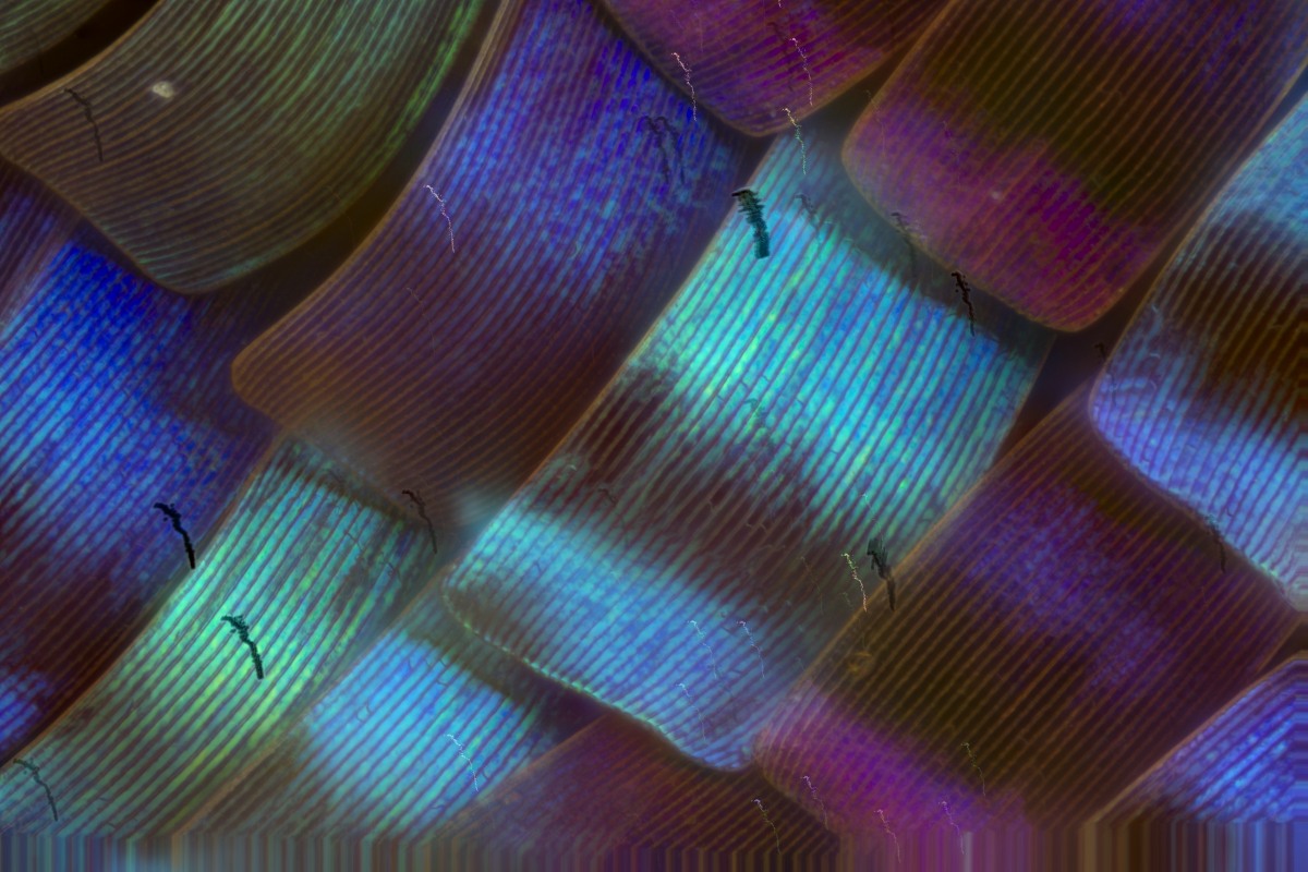 2014-01-31-22.49.59 ZS PMax.JPG