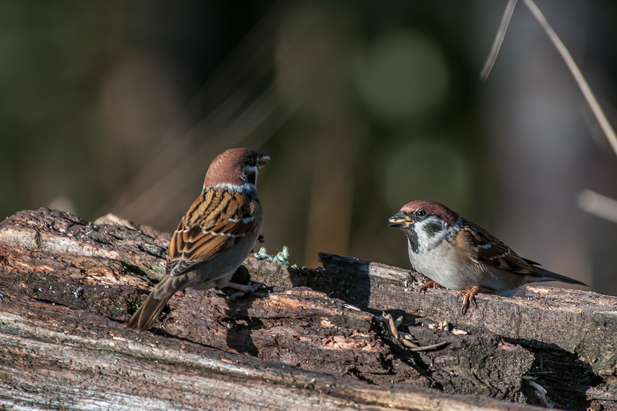 DSC_9484-1 Kopie.jpg