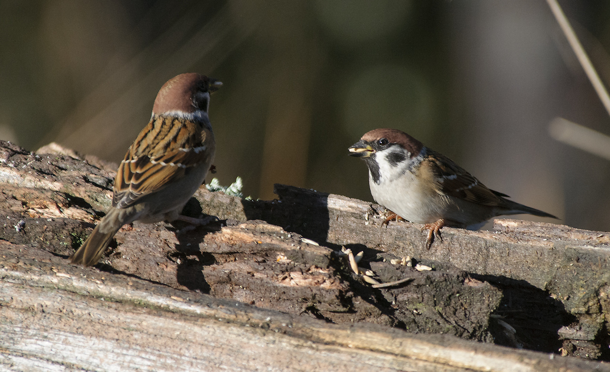 DSC_9484_1.jpg