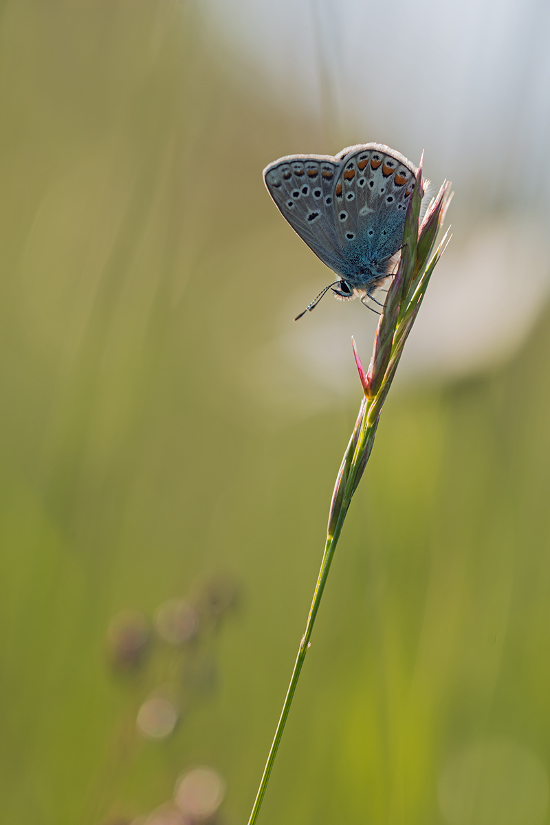 compBläuling6.6.2013MerishausenDSC_4682 75% .jpg
