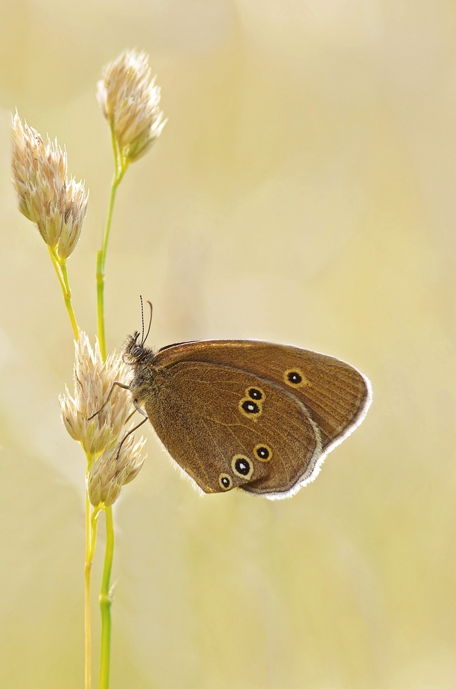 IMGP7149_ Waldvögelchen.jpg