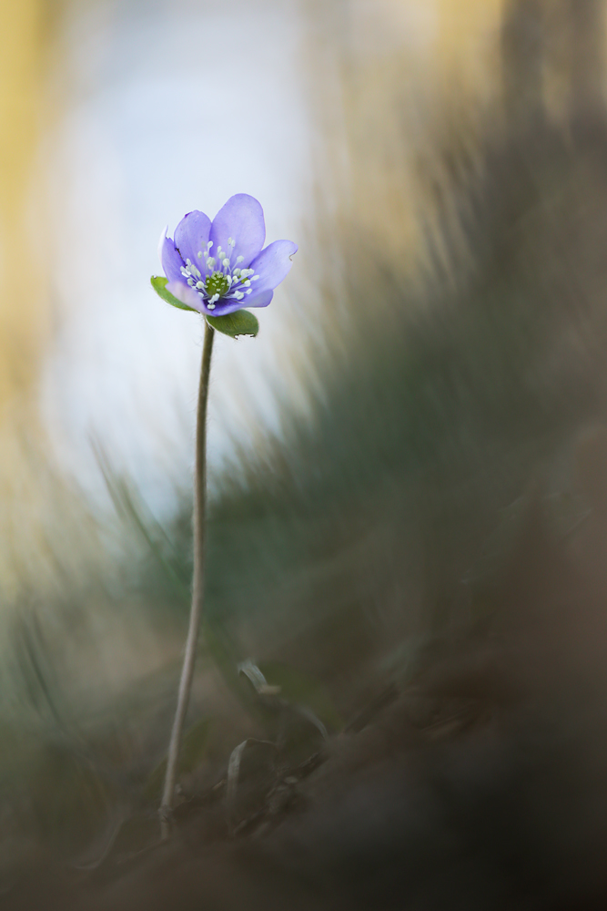 20140213_8529_LBL-1.jpg
