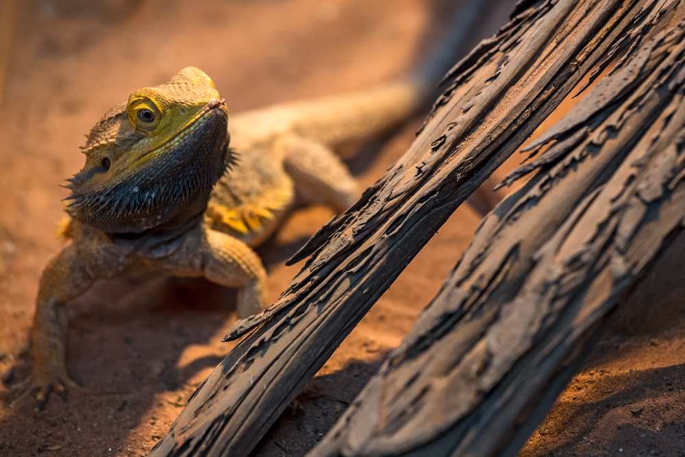 Terra-Zoo-2028-Bearbeitet.jpg
