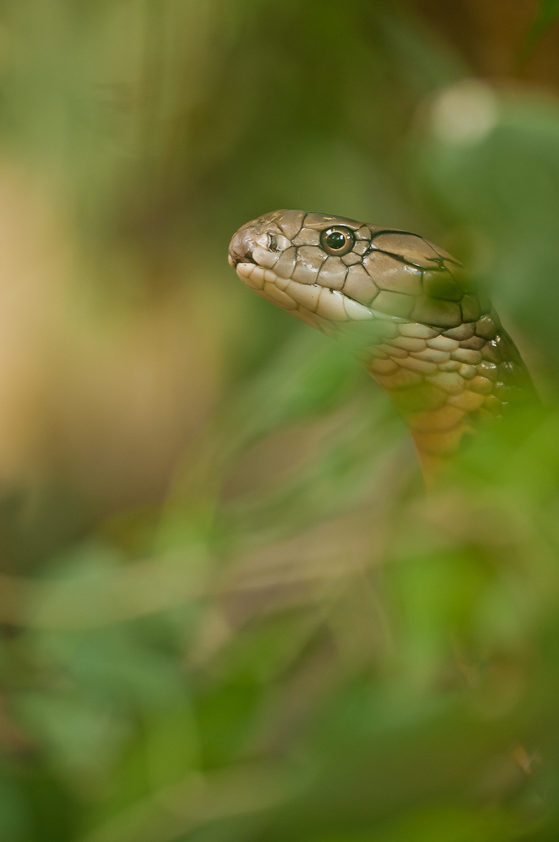 Königscobra-7523.jpg