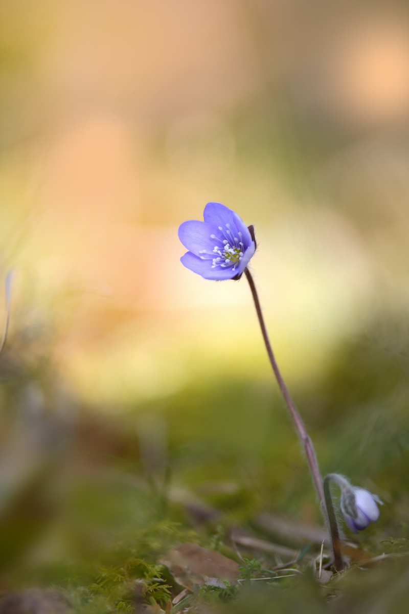 GW8_0890_20140225_1430klein.JPG