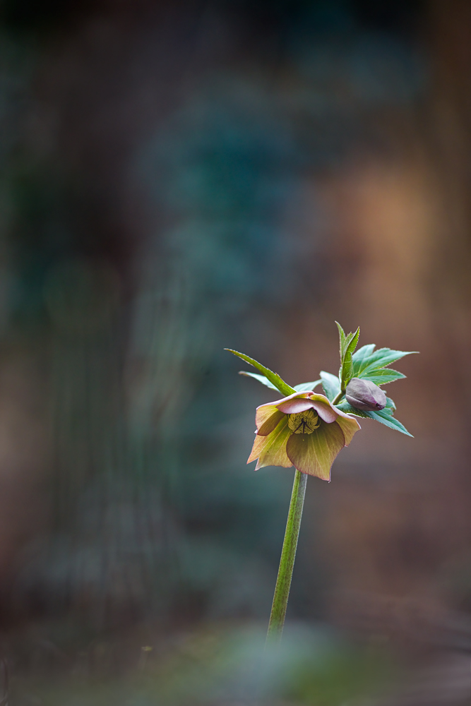 557B5215-helleborus.jpg