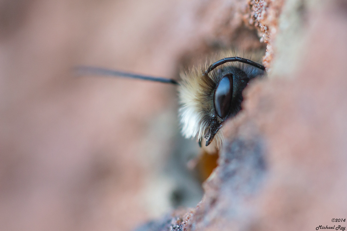 comp_1small1Gehörnte Mauerbiene-9689.jpg