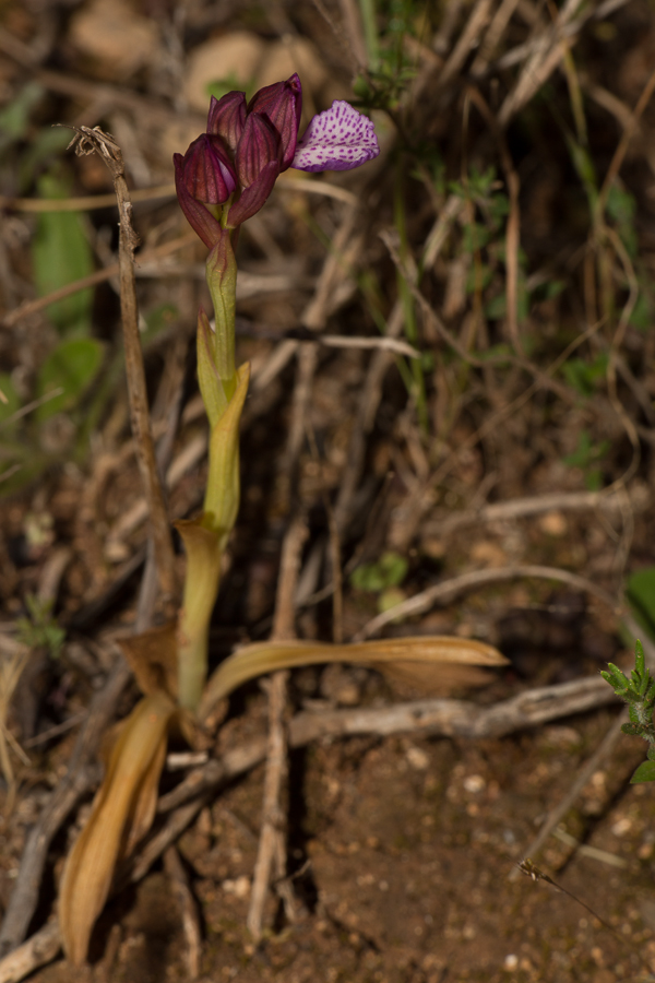 Orchis cf. papilionacea expansa-20130415-1.JPG