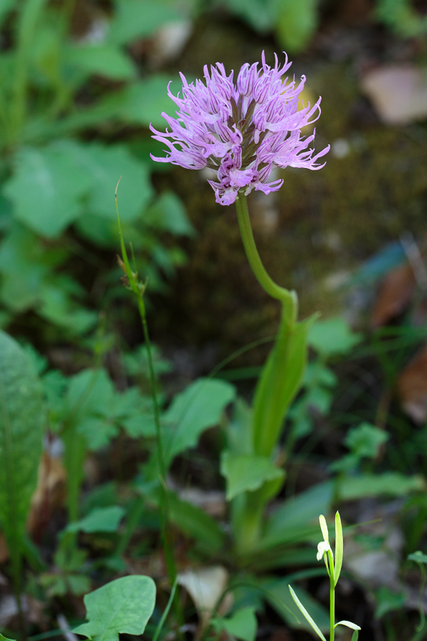 Orchis_italica-20130414.JPG