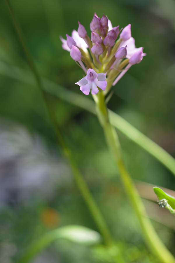 Anacamptis_pyramidalis-20130416-1.JPG