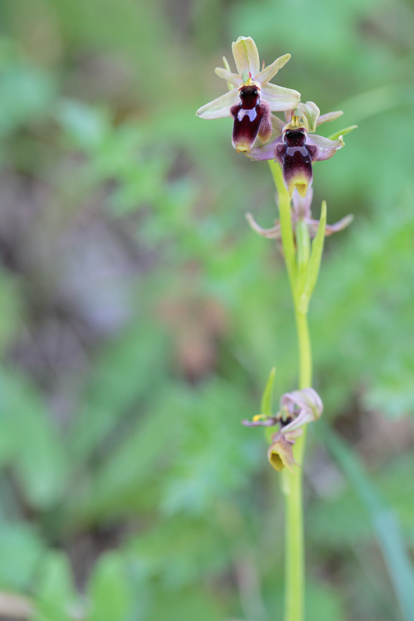 Ophrys_cf_lunulata-20130416-3.JPG