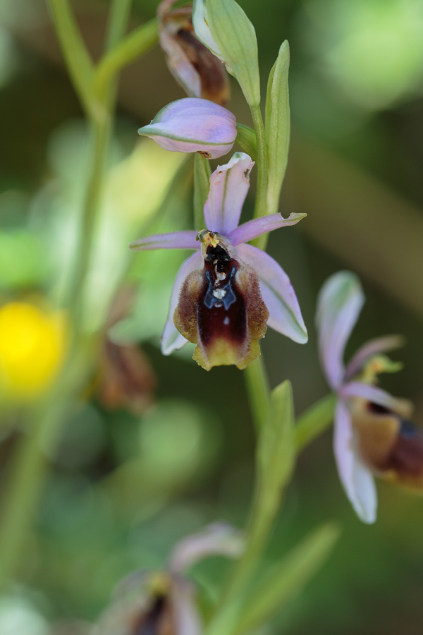 Ophrys_cf_lunulata-20130416-2.JPG