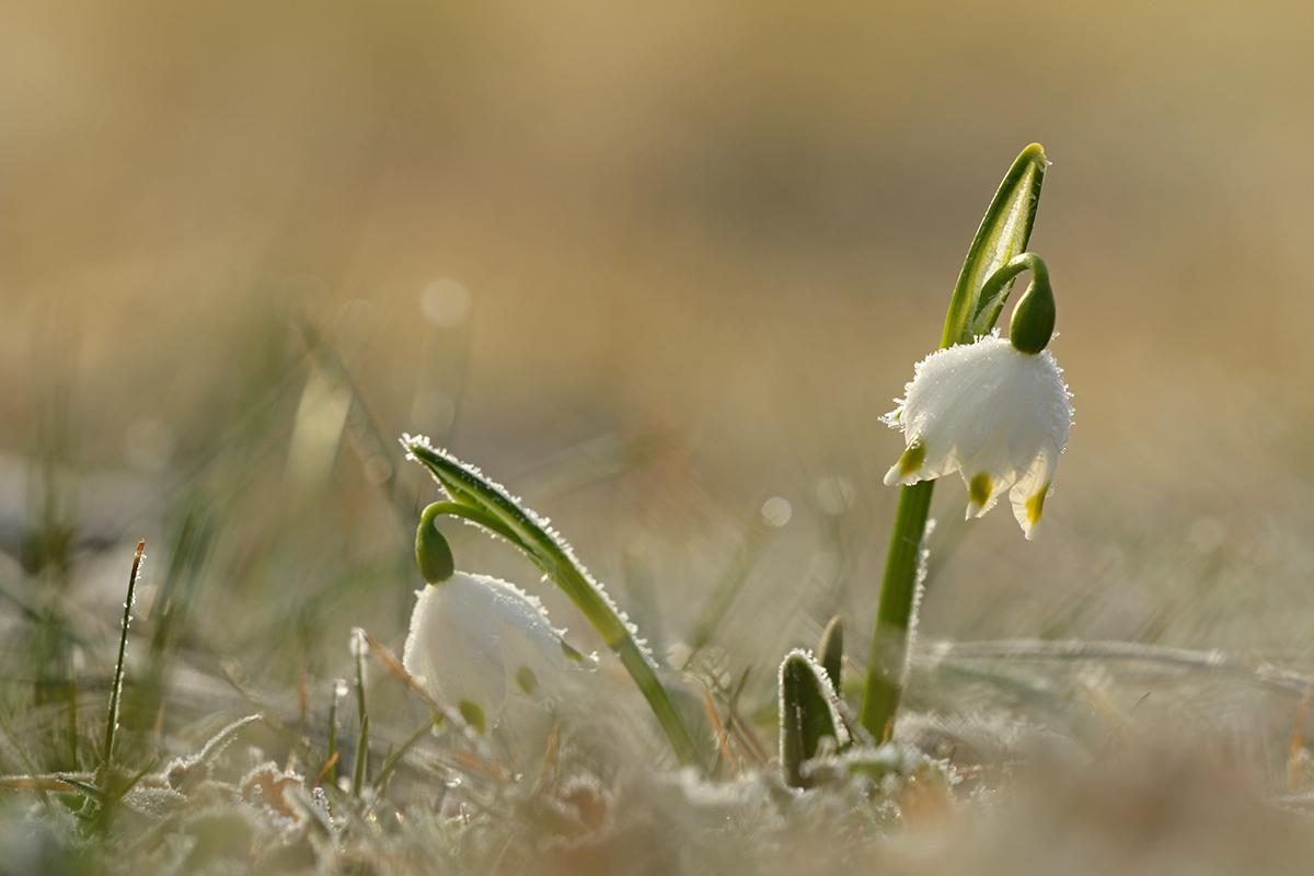 Märzenbecher03142.jpg