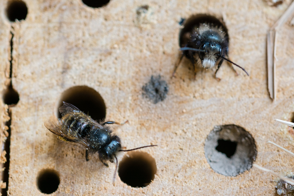 Mir-20140315-5216.jpg