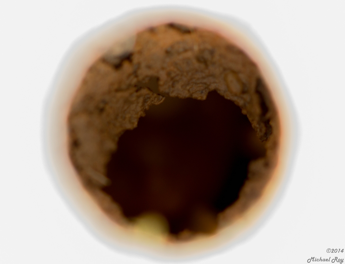 comp_1small1Gehörnte Mauerbiene-0564.jpg