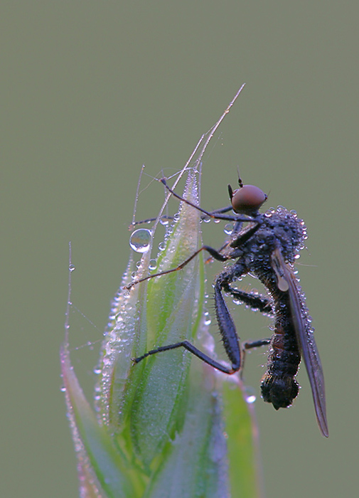 Fliege-HF.jpg