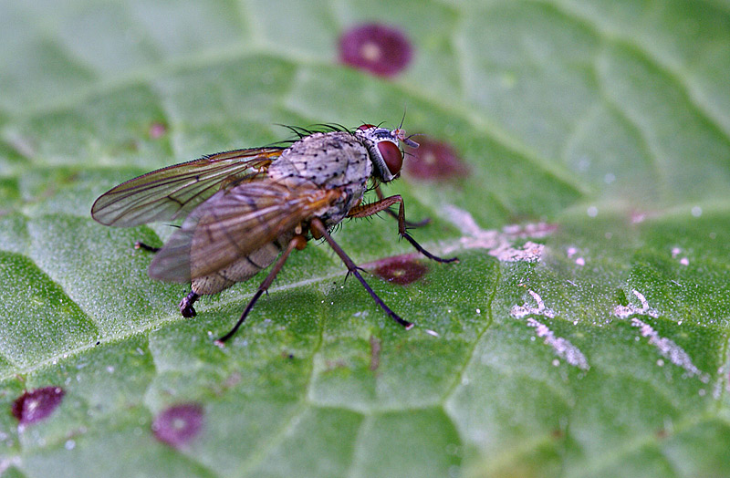 _DSC9000.jpg