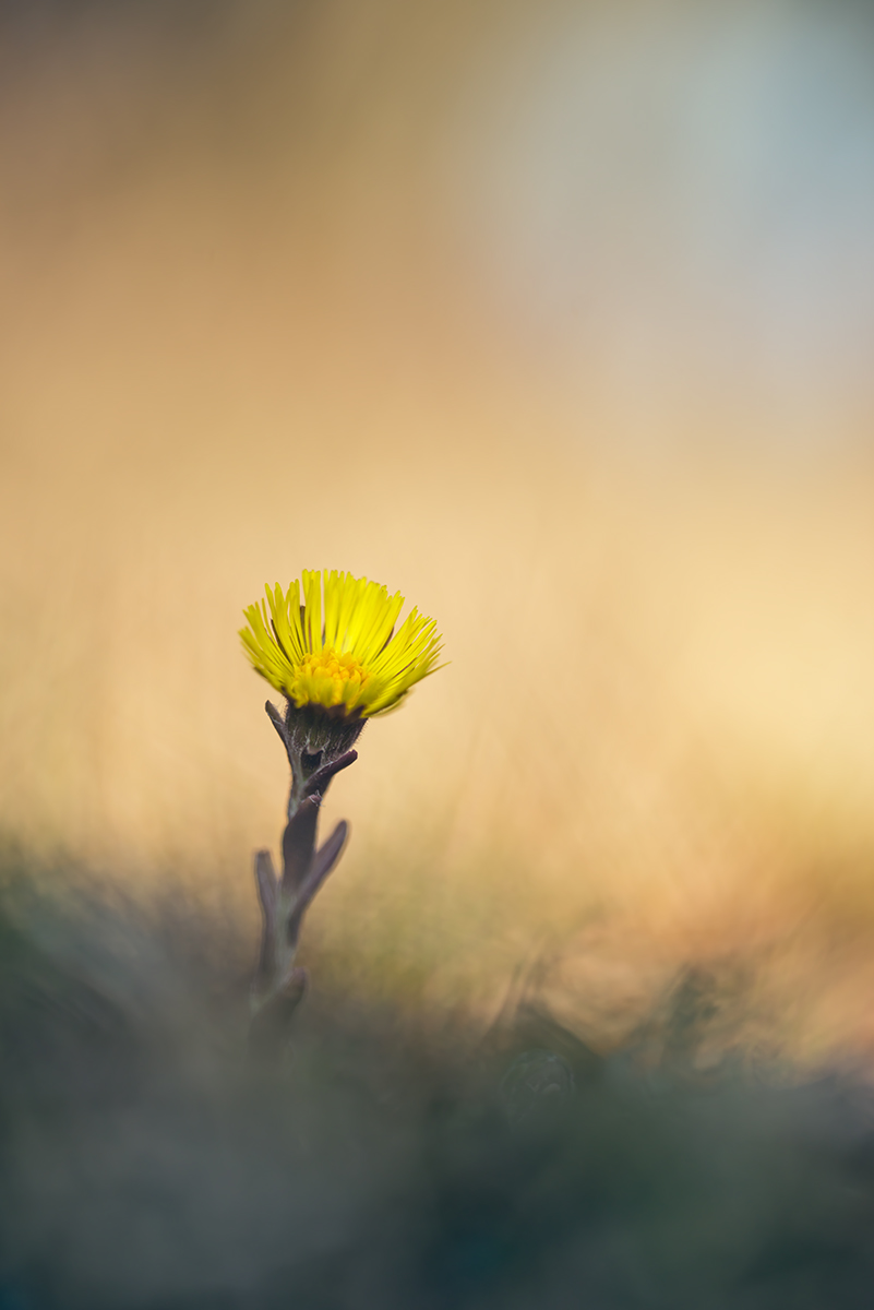 compHuflattich9.3.2014JonawaldDSC_2441.jpg