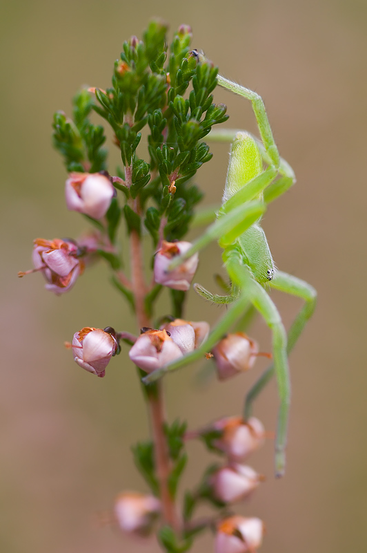 huschspinne_2 Stephan_Amm_virescens_micrommata_huschspinne_gruene.jpg