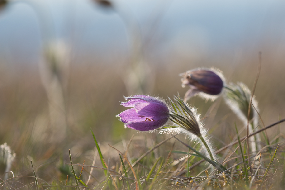 Küchenschelle5D-9100.jpg