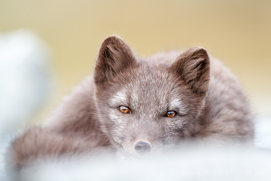 Polarfuch©christian-naumann-naturphotos-net.jpg
